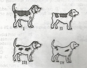 If the dogs are offspring of a monohybrid cross and the gene<b> G</b> for grey head is dominant over its allele g, the individual whose genotype is likely to be gg is